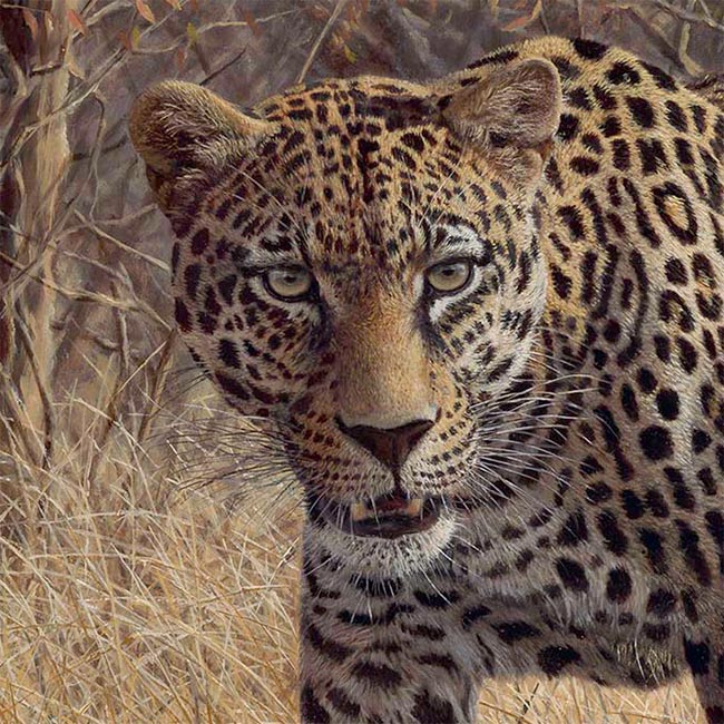 Golden Glower – Gordon Pembridge Wildlife Artist