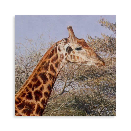Arid Serendipity - Image 5
